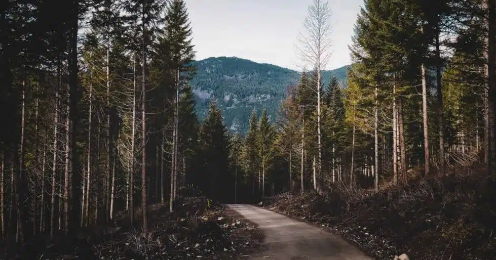 A dirt path leading into a forest, with a mountain in the background
