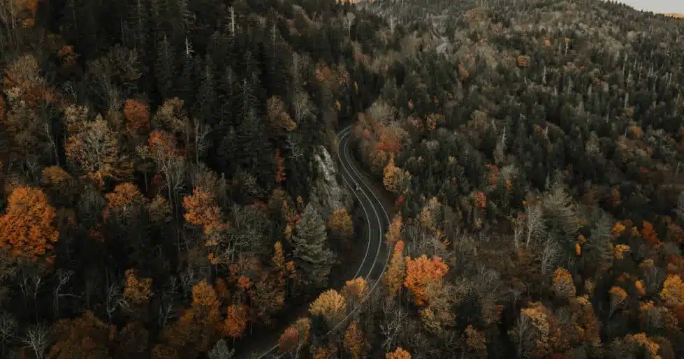 A car weaves through a forest on a paved road.