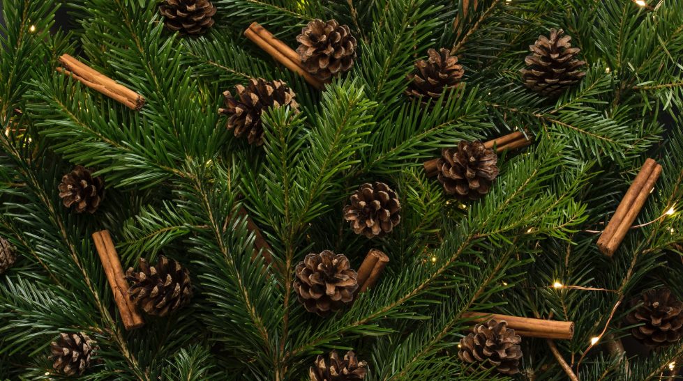 Closeup of a Christmas greenery showing pine cones and cinnamon sticks