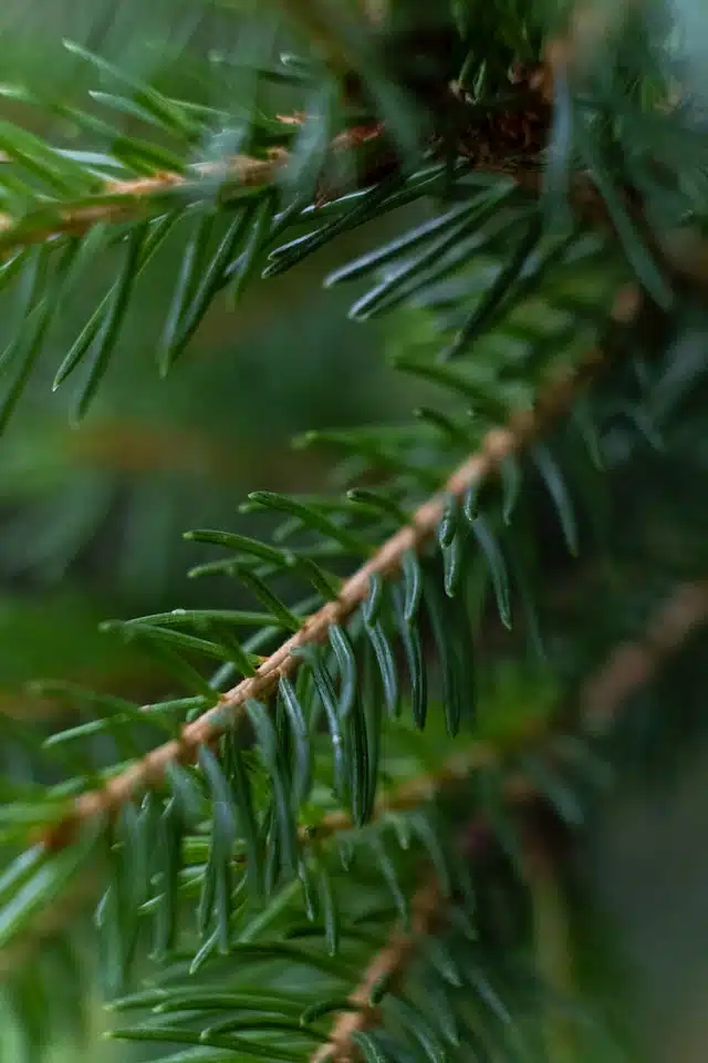 evergreen needles